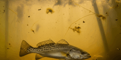 Why Your Speckled Trout Keep Dying in the Livewell