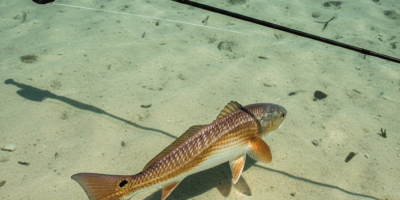 Why Your Redfish Keeps Spooking Before the Cast