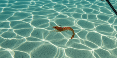 How to Fish Soft Plastics for Flounder in Shallow Bays